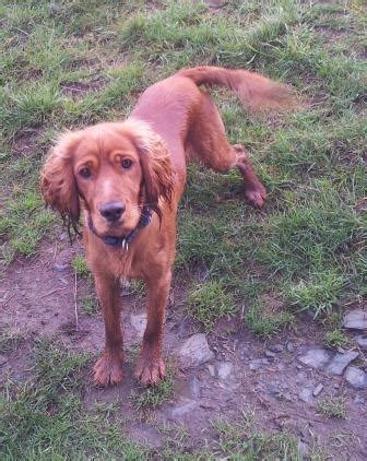 Bolt the cocker spaniel red setter x needs a new home - DAWG