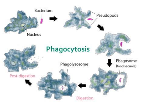 How is the amoeboid shape of WBCs helpful to them?