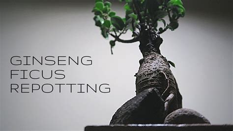 Ginseng ficus tree repotting || Grafted bonsai tree soil change and repotting - YouTube