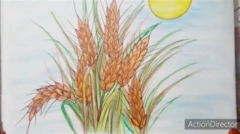 how to draw wheat crops - YouTube