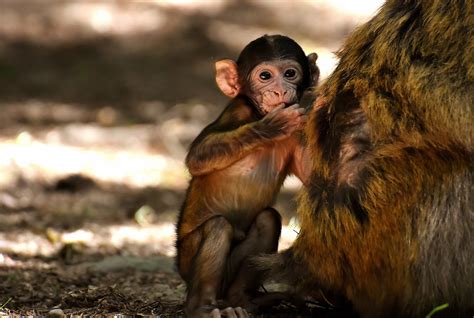 Harlow’s Monkey Experiment – The Bond between Babies and Mothers - The ...