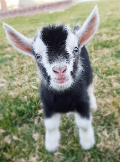 Mini Goat | Cute goats, Goats funny, Funny animals