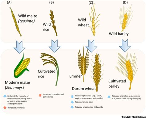 Domestication of Crop Metabolomes: Desired and Unintended Consequences: Trends in Plant Science