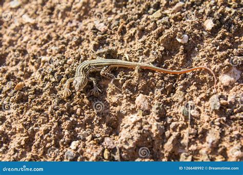 Lizard on the Sand is Grooming Stock Photo - Image of great, house ...