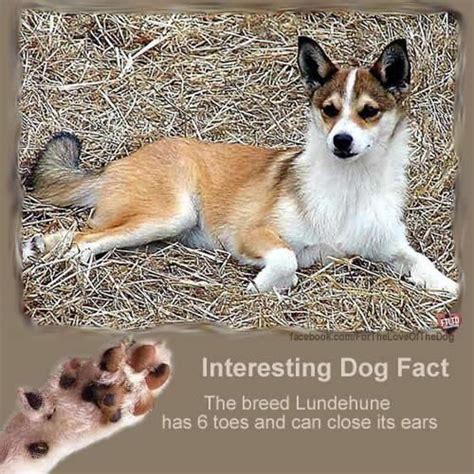 Interesting Dog Facts | Dog facts, Rare dog breeds, Rare dogs