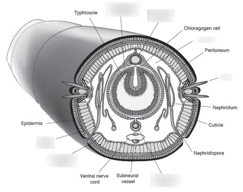 Worm Dissection Cross Section Diagram | Quizlet