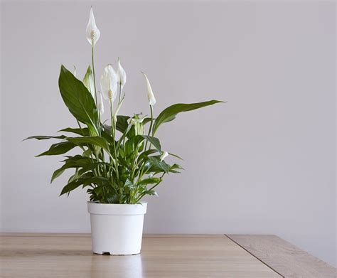 Spathiphyllum cuidados | Espatifilo o lirio de paz - Houseplant Central