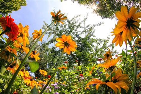 A Bug's Eye View Photograph by Jackie Novak | Fine Art America