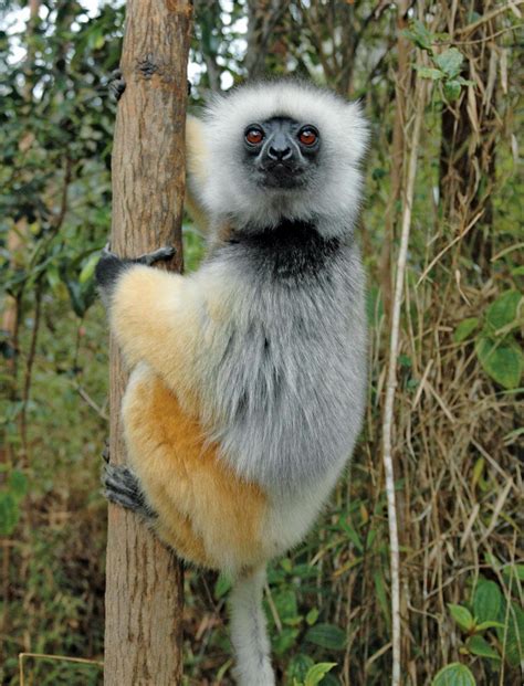 Suzy's Animals of the World Blog: THE DIADEMED SIFAKA