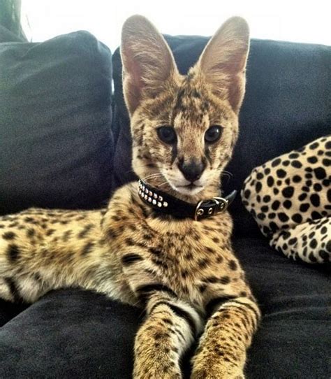 What Is a Serval Cats Exotic Pet Of The Day! Serval Cat Get Fed 10