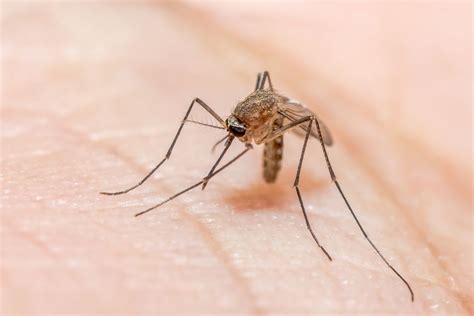 Malaria: Causes, Symptoms & Treatment | Live Science