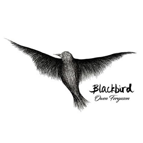 Blackbird Beatles / Blackbird (Beatles cover) - YouTube : Black bird ...