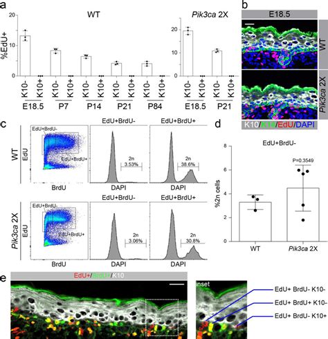 EdU-BrdU pulse chase differentiation assay measures renewal rate in ...