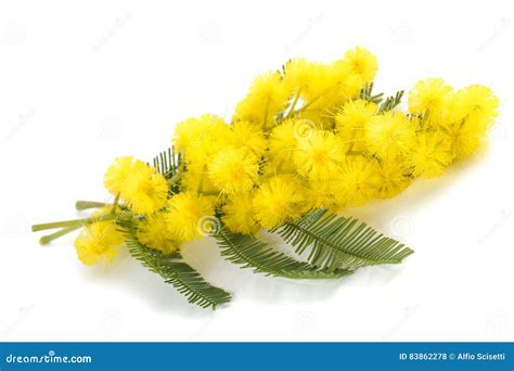 Mimosa silver wattle stock photo. Image of leaves, isolated - 83862278