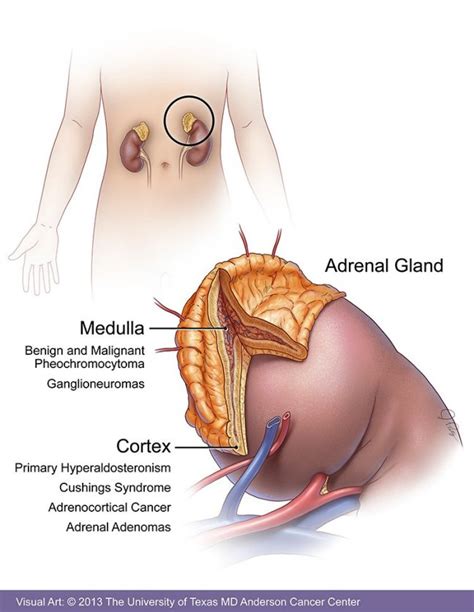 Test For Adrenal Fatigue At Home