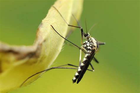 Diptera.info - Discussion Forum: Aedes mosquito? Identification