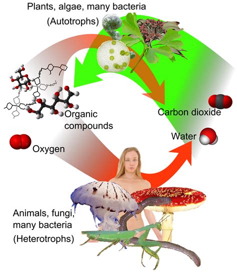 Heterotroph And Autotroph Examples