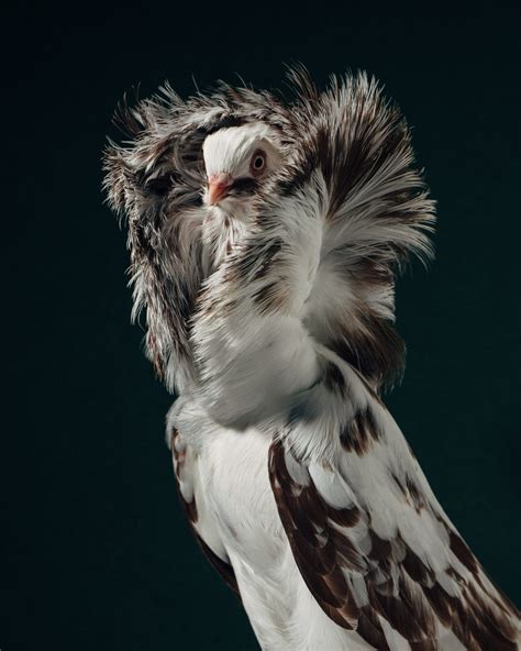 In ‘Fancy Pigeons,’ Brendan Burden Captures the Flair of ...