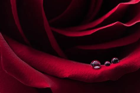 Premium Photo | A red rose with dew drops on the petals closeup macro