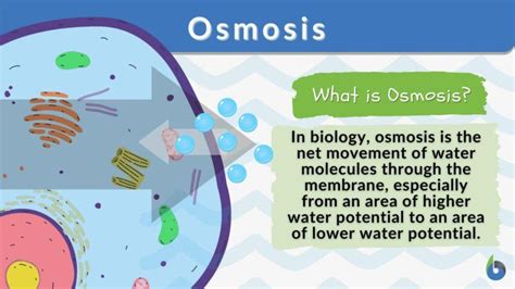 Osmosis - Definition and Examples - Biology Online Dictionary