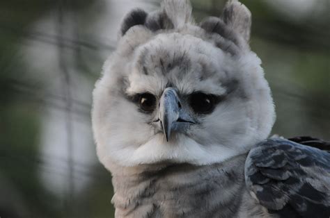 Harpy Eagle Free Stock Photo - Public Domain Pictures