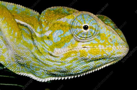 Carpet Chameleon - Stock Image - C002/1909 - Science Photo Library