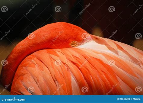 American flamingo close up stock photo. Image of plumage - 21042700