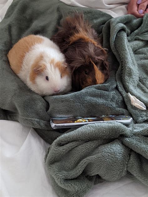 Watching G Force : guineapigs