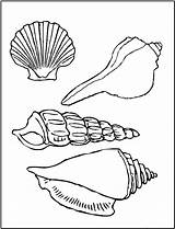 Free Printable Seashell Coloring Pages For Kids sketch template