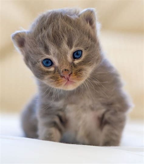 Kitten | Most beautiful cat breeds, Cats, Cute animals