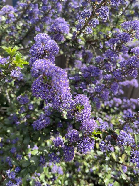 Ceanothus 'Blue Jeans' - Xera Plants