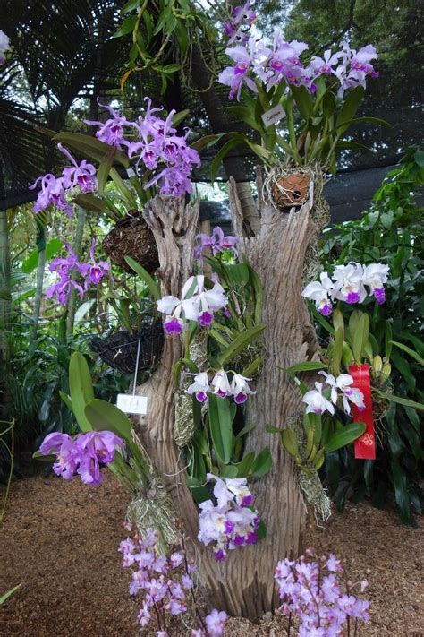 great idea | Orchids garden, Orchid house, Orchids