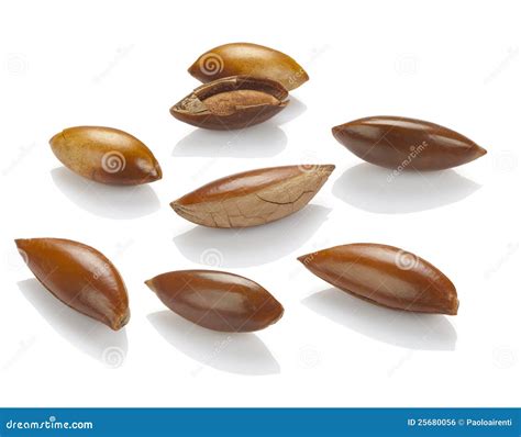 Sapote Mamey Seeds Stock Photos - Free & Royalty-Free Stock Photos from ...