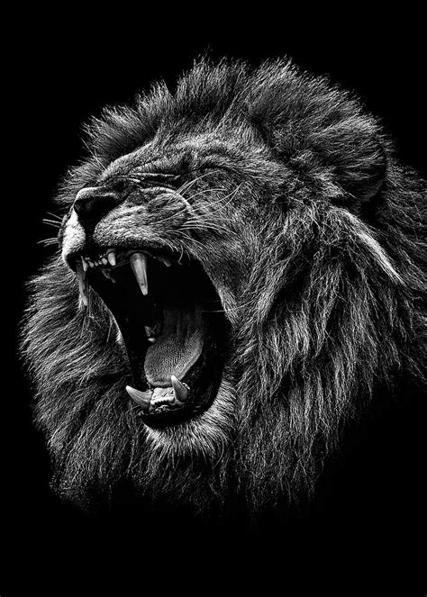 Animals Wallpapers Angry Lion Black And White Digital Art by Rowlette Nixon | Fine Art America