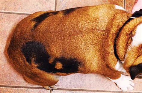 Diagnosing and treating alopecia in dogs - Veterinary Practice News