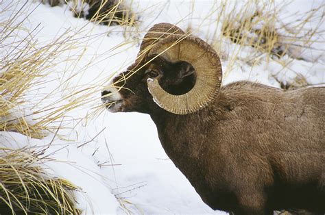 One Day in America: Winter Wildlife of Yellowstone National Park