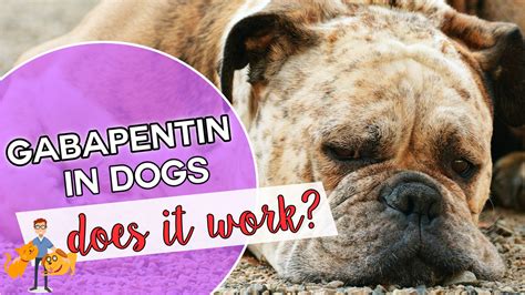 Can You Give Your Dog Gabapentin (and will it work?) — Our Pet's Health