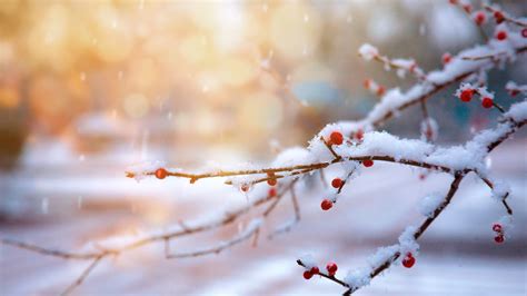 #8.2880, Winter, Snow, Cherry Nature, 4K Wallpaper