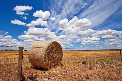 The end of arable farming in the Garden of England? South East 'could become too hot and dry' to ...