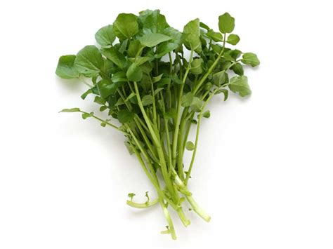 Watercress Herb Seeds | Non-GMO & No Chemical Treatment