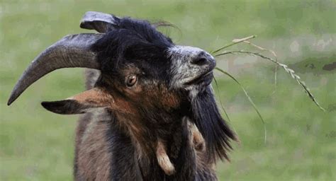 Deal With It Fez Goat GIF - DealWithIt FezGoat Bouc - Discover & Share GIFs