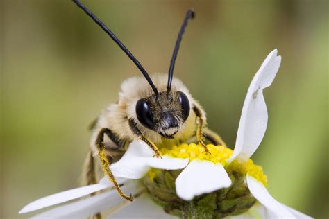 Long Horned Bee by Andre Goncalves