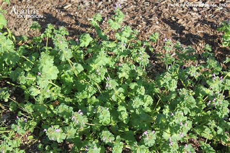 Henbit - AggieTurf