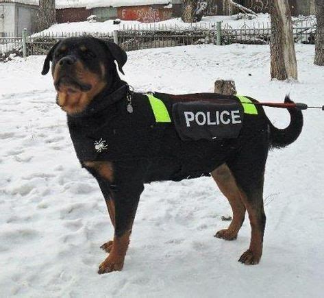 Rottweiler Police Dog | Rottweiler puppies, Rottweiler, Dogs