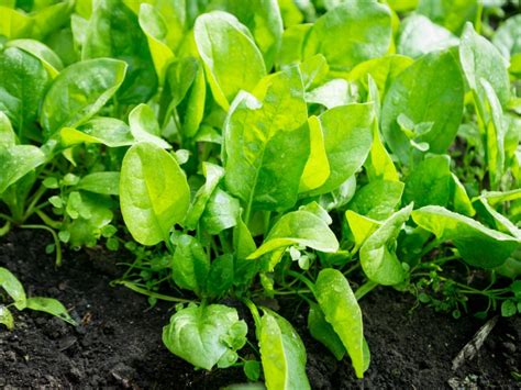 Issues With Spinach - How To Avoid Spinach Diseases And Pest Problems