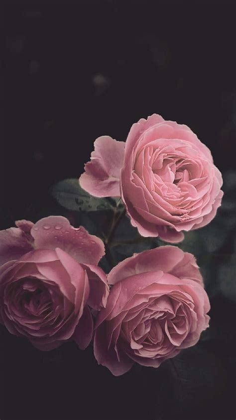 Details more than 80 pink rose wallpaper iphone best - in.coedo.com.vn