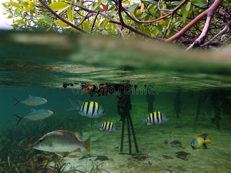 Mangrove fish stock photo. Image of nature, ocean, caribbean - 21569424