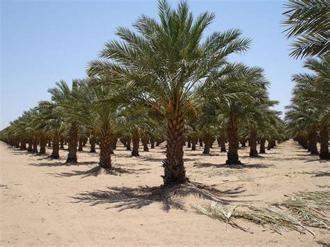 Native Plants - Best & No.1 Native Plant Supplier in UAE - Desert Group ...