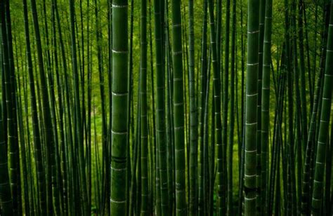 How to Get Rid of Bamboo