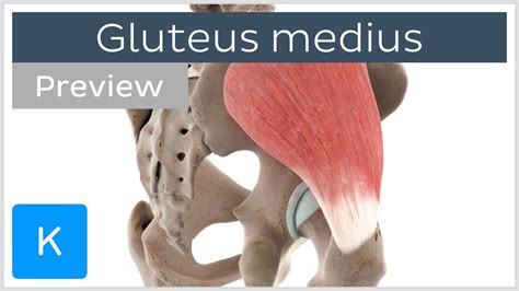 Gluteus Medius Muscle Anatomy